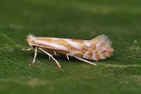Phyllonorycter cerasinella