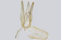 Phyllonorycter cerasinella