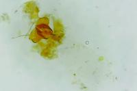 Celypha cespitana