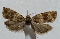 Celypha cespitana