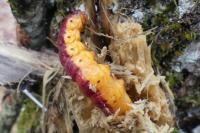 Cossus cossus