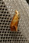 Gynnidomorpha rubricana