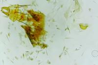Endothenia oblongana