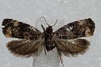 Endothenia oblongana