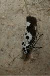 Ethmia quadrillella