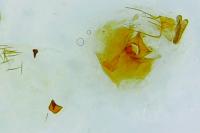 Notocelia roborana