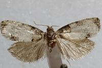 Notocelia roborana