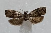 Endothenia ustulana
