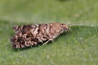 Epinotia nigricana