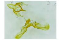 Clepsis rurinana