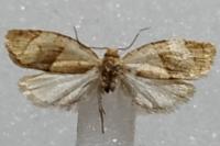 Clepsis rurinana