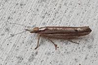 Ypsolopha ustella