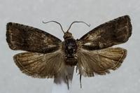 Cydia splendana