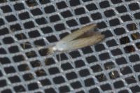 Coleophora currucipennella