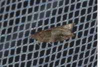 Rhopobota naevana