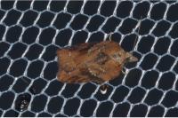 Acleris hastiana