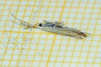 Coleophora currucipennella