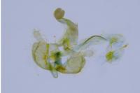 Coleophora currucipennella