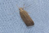 Helcystogramma arulensis