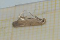 Helcystogramma arulensis