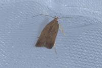 Helcystogramma arulensis