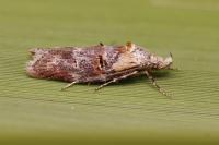 Anchinia laureolella