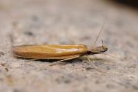Pleurota planella