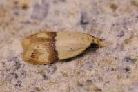 Odites kollarella