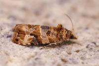 Lobesia botrana