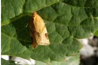 Paramesia gnomana