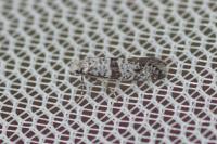 Scythropia crataegella