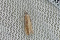 Eucosma obumbratana