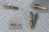Acrocercops brongniardella
