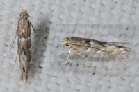Acrocercops brongniardella