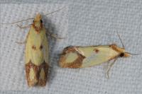 Agapeta zoegana