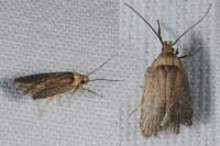 Agonopterix