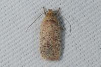 Agonopterix