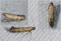 Aristotelia brizella