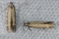 Aristotelia brizella