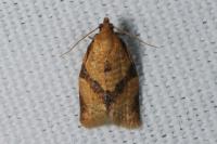 Clepsis consimilana