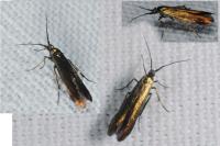 Coleophora