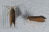 Crassa unitella
