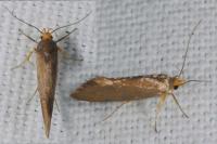 Crassa unitella