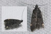 Dichomeris alacella