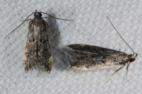 Dichomeris alacella
