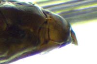 Phyllonorycter mespilella