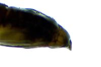 Phyllonorycter mespilella