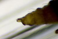Phyllonorycter mespilella