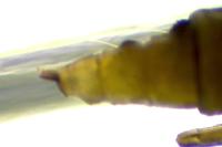 Phyllonorycter mespilella