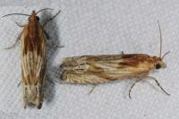 Eucosma gr. cana